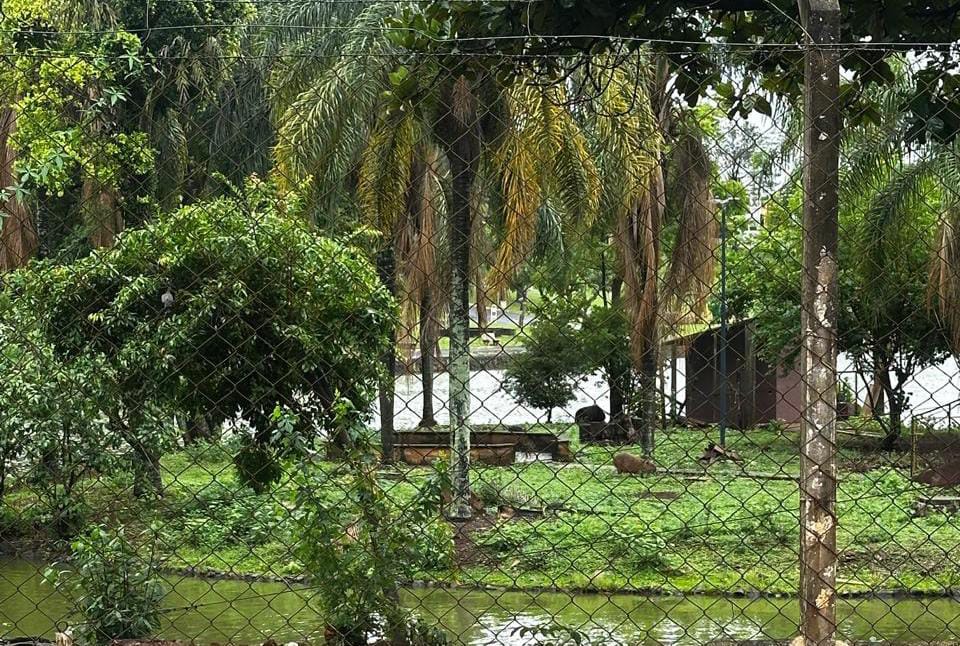 Capivaras no Lago Municipal de Pirassununga: beleza natural ou risco à saúde pública? 4 107d5557 2b65 4edc 9577 c083787c4bbe