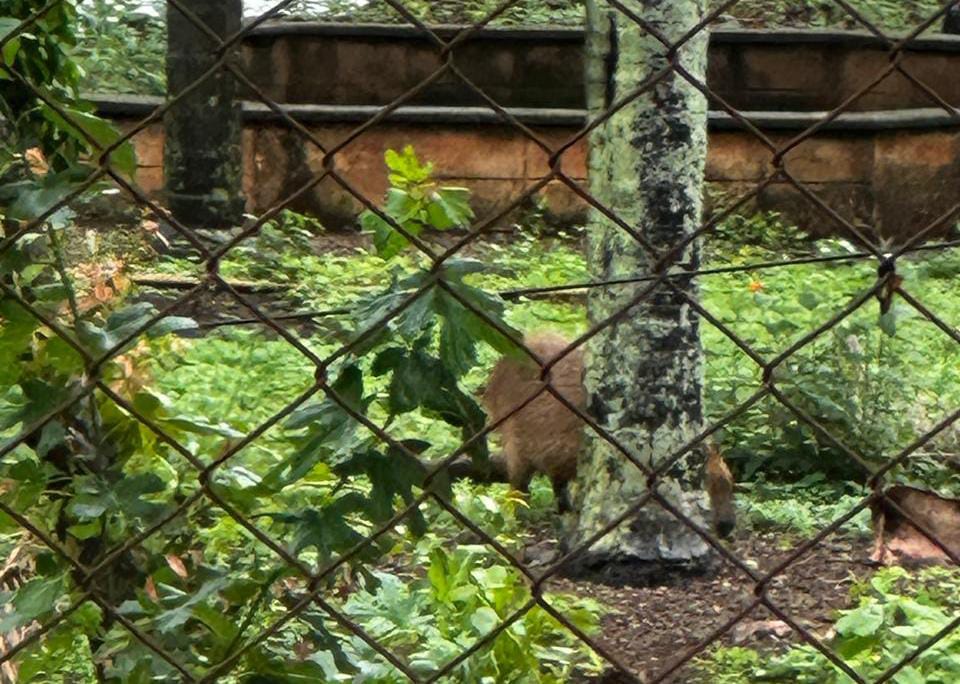 Capivaras no Lago Municipal de Pirassununga: beleza natural ou risco à saúde pública? 3 1ed02f3b 3a09 43fd 9ece d13da2dae5d0