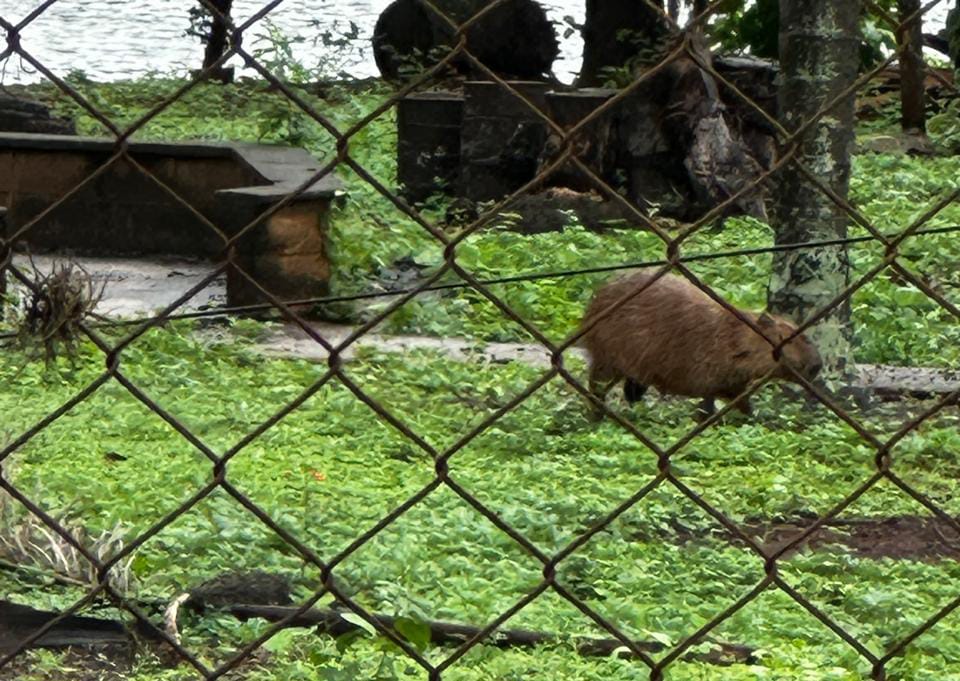 Capivaras no Lago Municipal de Pirassununga: beleza natural ou risco à saúde pública? 1 7558c800 c324 47a5 887d 1012d62db952