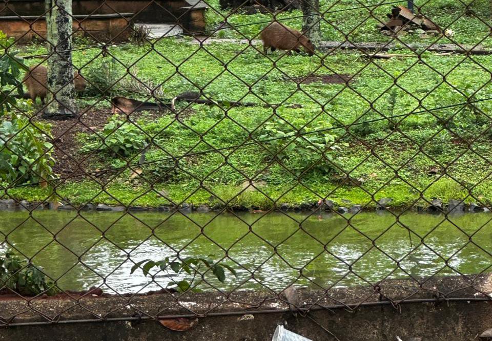 Capivaras no Lago Municipal de Pirassununga: beleza natural ou risco à saúde pública? 2 891d8afa 82ad 497c 9675 6e202db81dc9