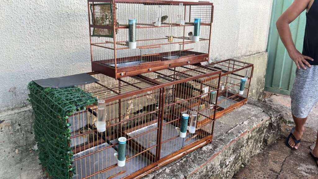 Operação Aniversário do Comando de Policiamento Ambiental (CPAmb) 6 3a26b2e2 cd3b 4726 b29e 3e2970f5ab1f