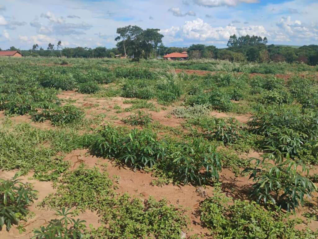 Operação Aniversário do Comando de Policiamento Ambiental (CPAmb) 12 779ed43a 620c 4fa8 b9e0 07eec6bee66c