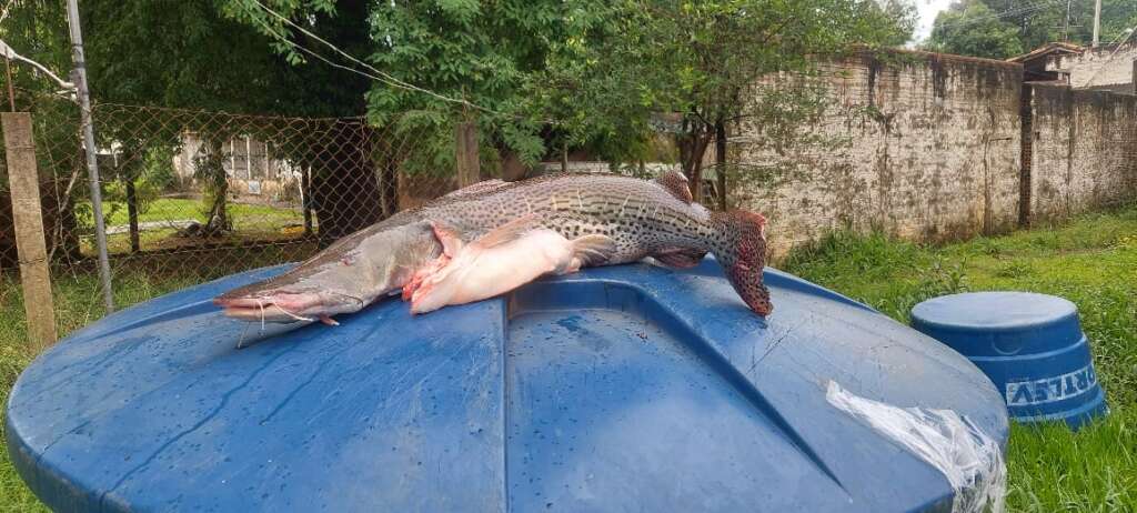 PM Ambiental fecha o cerco aos crimes ambientais. Peixes retirados do Rio, de forma criminosa são doados para Asilo de Porto Ferreira 8 e136a261 1c0d 44d5 ac14 ee47dd7a6e70