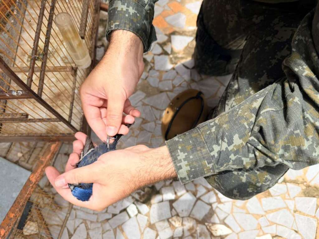 Operação Aniversário do Comando de Policiamento Ambiental (CPAmb) 11 e80ea686 9e6a 4e30 899b 751a9217856f