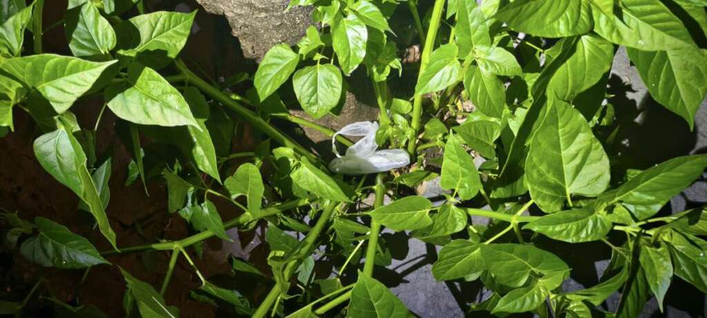 Prisão em Flagrante por Violência Doméstica, Cárcere Privado e Furto. Nesta edição outras ações da GCM 2 20c7b7ec 9ad2 4909 9ba1 6b6ea9279d3e