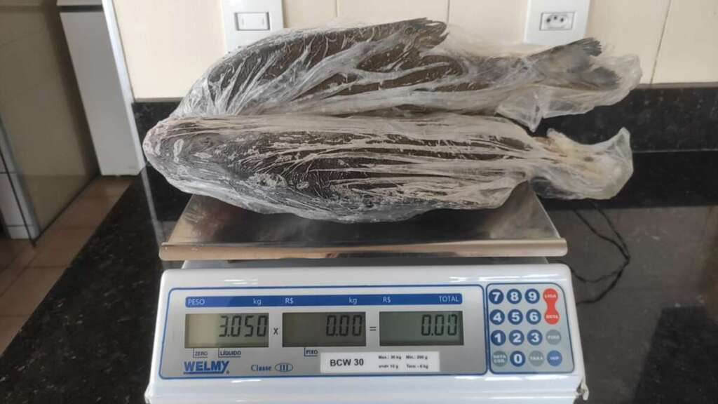 Pescado. Dois Pacus geram multa de R$ 2.122,00 para comerciante em Americana 1 3c962a68 b953 4679 a128 30a52ef6f01e