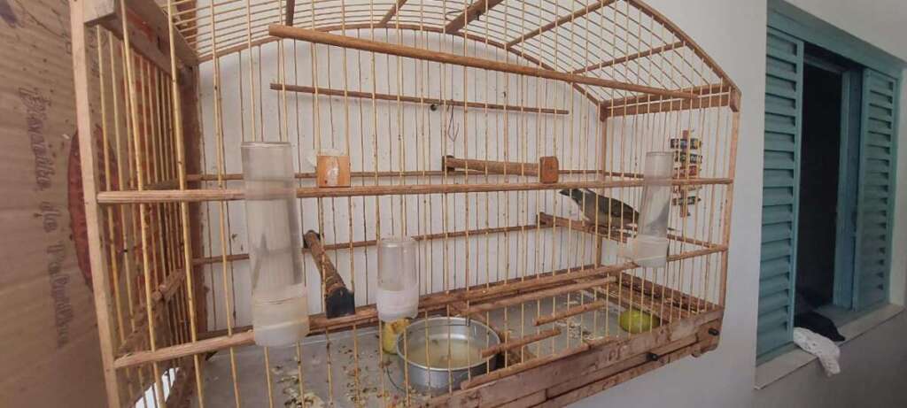 PMAmb da 2ª Cia, incessante no combate aos crimes ambientais 2 6614da1b c98f 47bb 8f87 fb79efa56c93