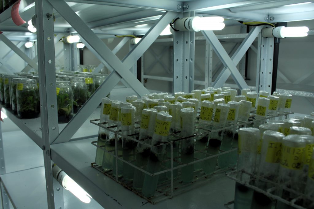 Laboratorio dispoe de salas climatizadas para preservar material que da origem as matrizes