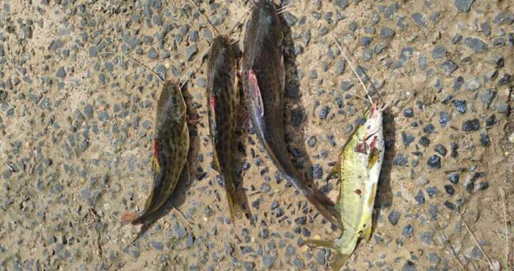 a0d4f54e a492 4f5b aed5 b9689eb286b0