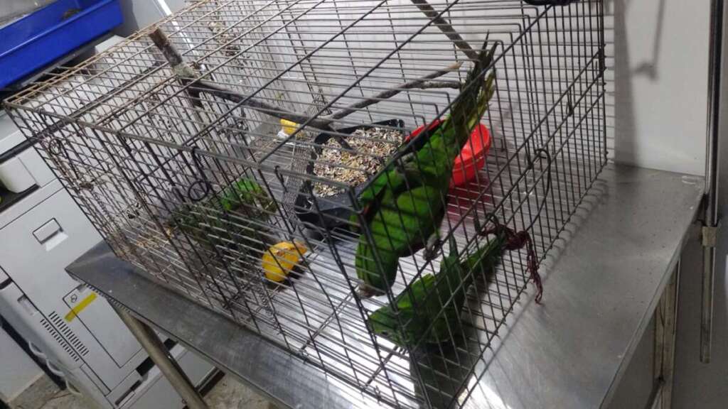 Pescado. Dois Pacus geram multa de R$ 2.122,00 para comerciante em Americana 2 e66dfe1c 339e 4ea0 bc32 7a32d682764b