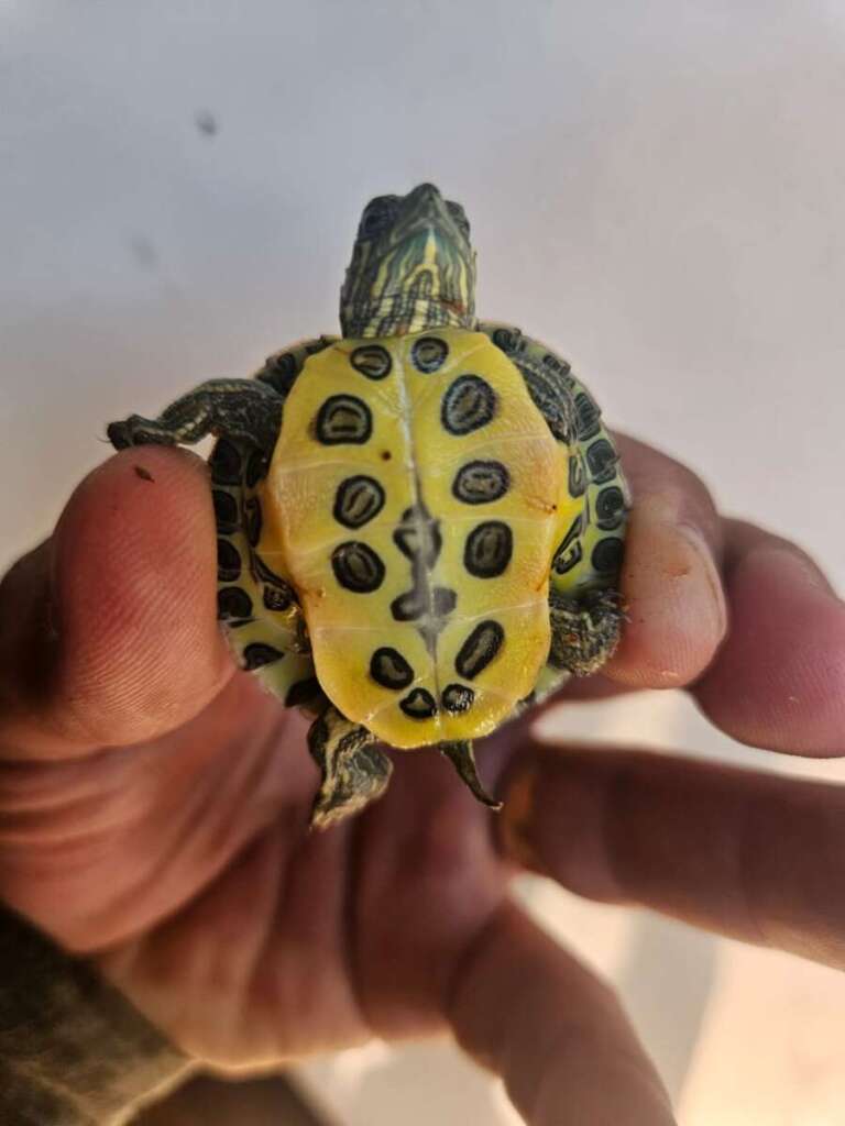 PM Ambiental continua com o firme propósito em combater aos crimes ambientais e levar educação ambiental 2 42efe3f8 e17f 4893 a8c1 5e32210c708b