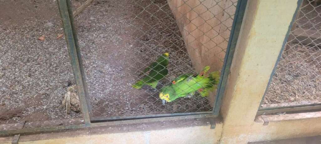 PM Ambiental realiza Educação Ambiental e realizou multas por espécimes nativos em cativeiro sem autorização 4 e6156ded 326c 4421 85da 7777fd673966