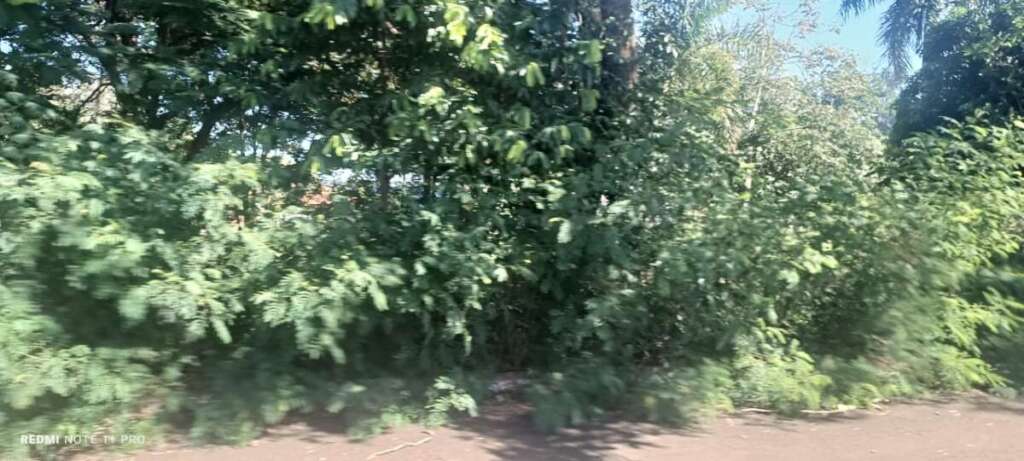 O abandono de Pirassununga: Falta de zeladoria compromete a "Cidade Simpatia" 16 IMG 20260412 WA0053