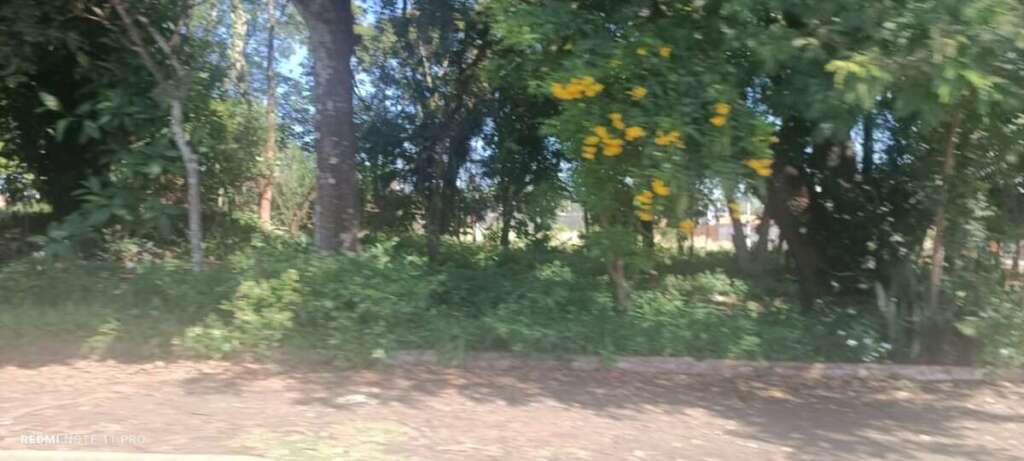 O abandono de Pirassununga: Falta de zeladoria compromete a "Cidade Simpatia" 15 IMG 20260412 WA0055