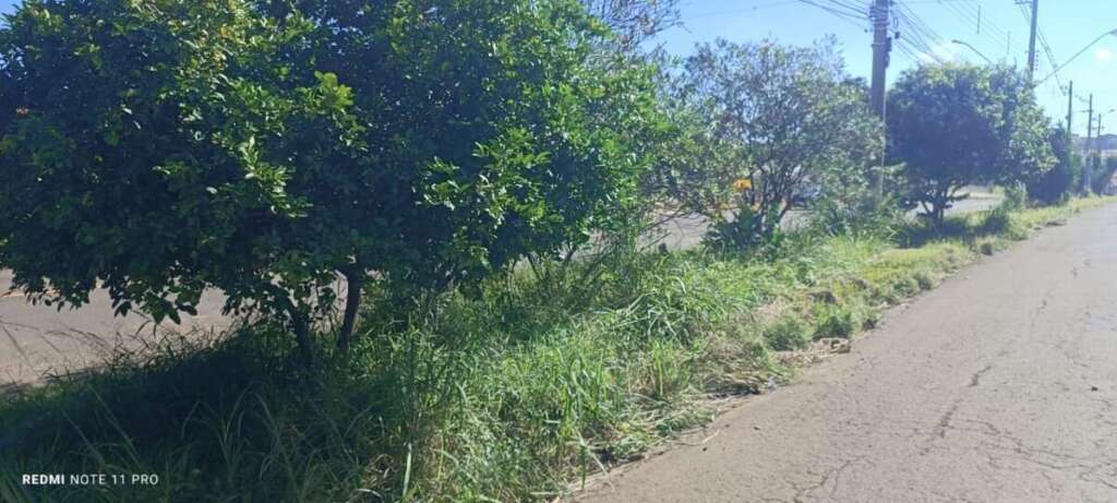 O abandono de Pirassununga: Falta de zeladoria compromete a "Cidade Simpatia" 5 IMG 20260412 WA0066