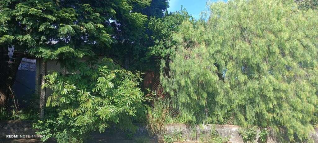 O abandono de Pirassununga: Falta de zeladoria compromete a "Cidade Simpatia" 7 IMG 20260412 WA0070