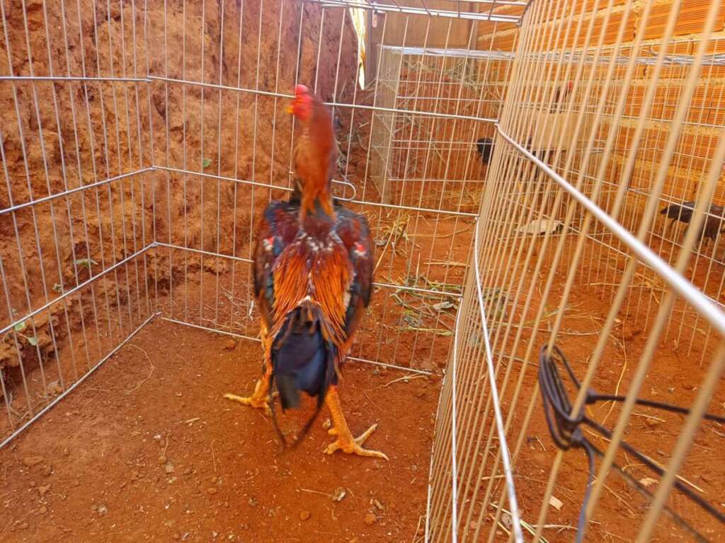 IMG 20260512 WA0207