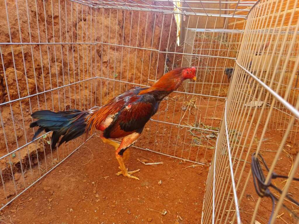 IMG 20260512 WA0208