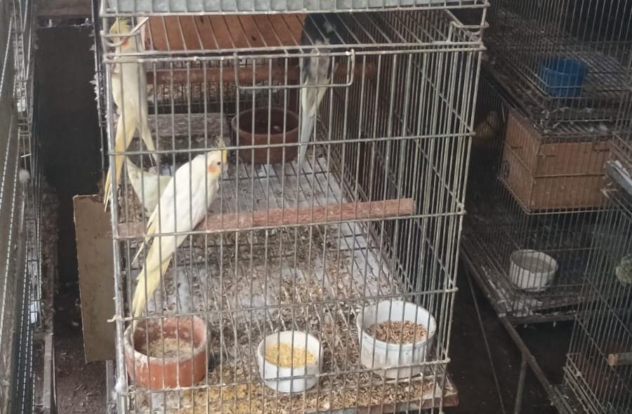 Maus-tratos a aves geram R$ 540.000,00 em multa. Reportagem deste portal de notícias em maio já trazia denúncias 4 WhatsApp Image 2026 06 13 at 16.20.08