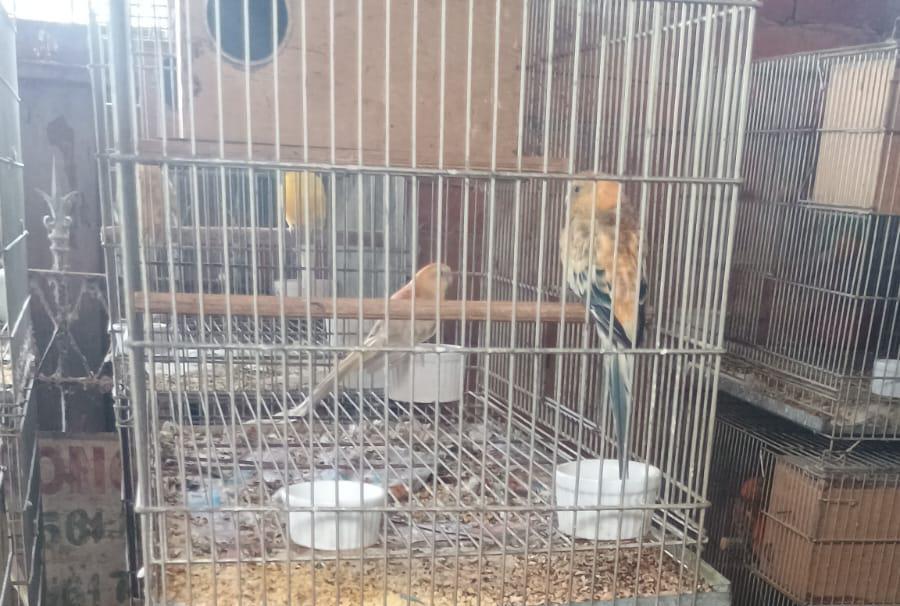 Maus-tratos a aves geram R$ 540.000,00 em multa. Reportagem deste portal de notícias em maio já trazia denúncias 3 WhatsApp Image 2026 06 13 at 16.20.09 1