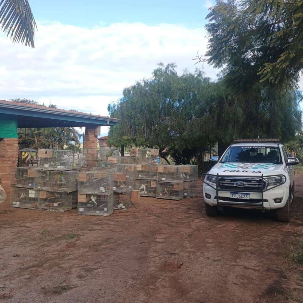Maus-tratos a aves geram R$ 540.000,00 em multa. Reportagem deste portal de notícias em maio já trazia denúncias 1 WhatsApp Image 2026 06 13 at 16.28.07