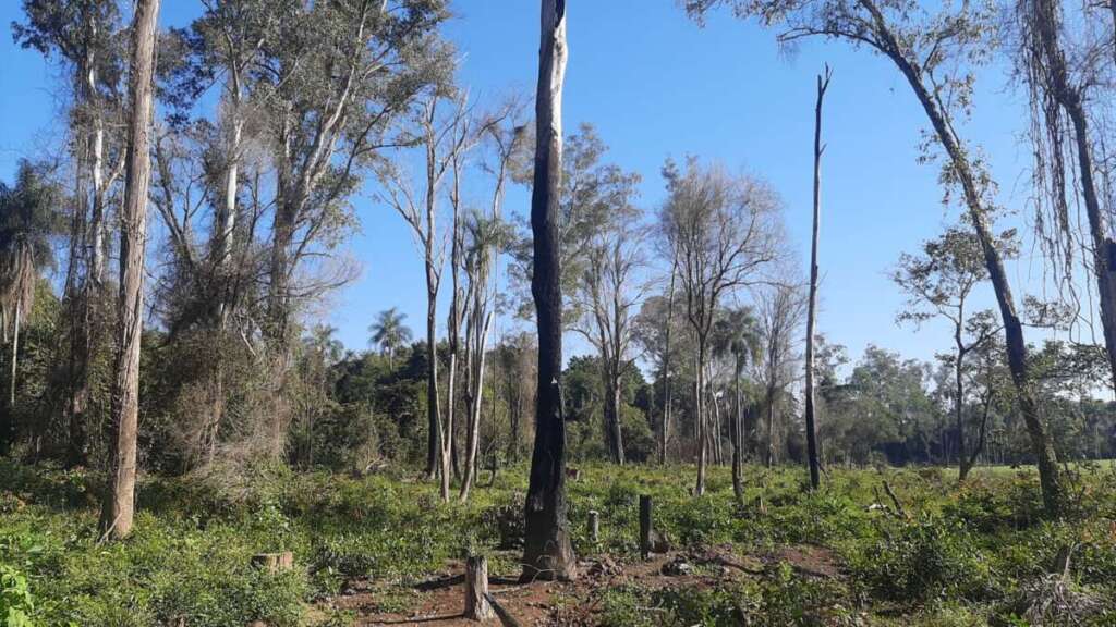 Polícia Ambiental aplica multa de R$ 87 mil por desmatamento ilegal em Monte Mor 2 WhatsApp Image 2026 06 19 at 15.37.15 1