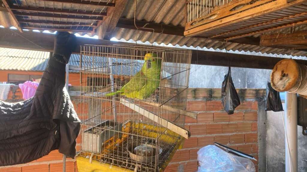 PM Ambiental realiza apreensão por maus-tratos em Hortolândia com multa de R$ 30.500,00 e reforça ações na região 1 WhatsApp Image 2026 06 22 at 19.41.31