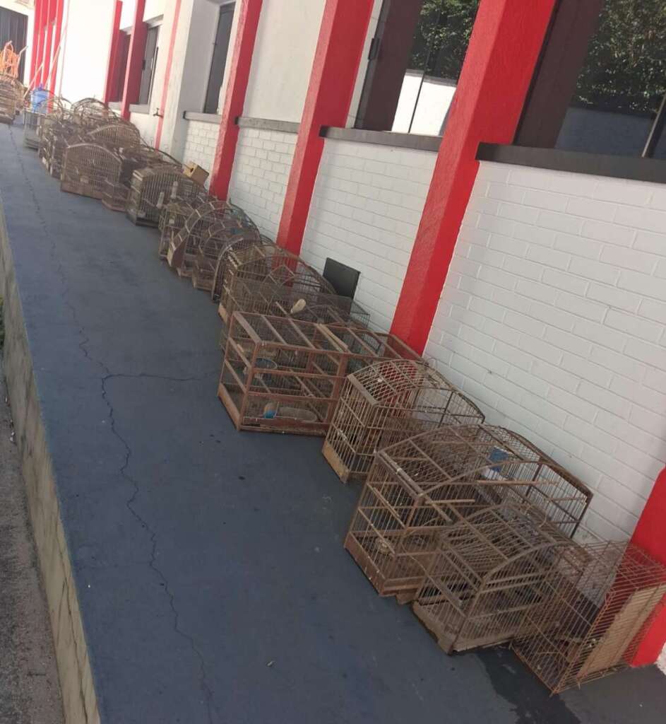 Polícia Militar Ambiental aplica R$ 68 mil em multas por cativeiro ilegal e maus-tratos na região 4 WhatsApp Image 2026 07 14 at 19.10.51 1