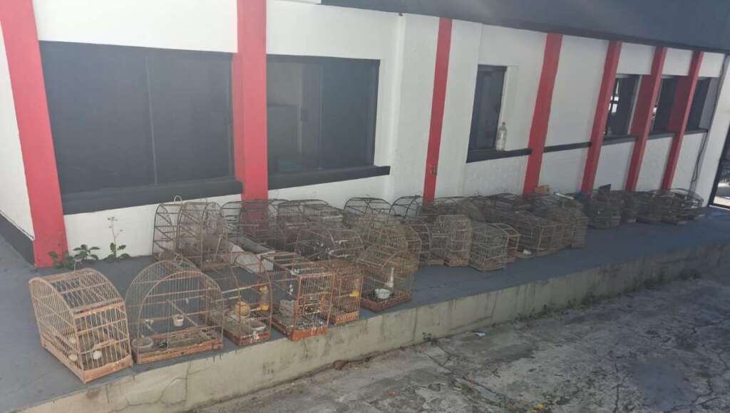 Polícia Militar Ambiental aplica R$ 68 mil em multas por cativeiro ilegal e maus-tratos na região 3 WhatsApp Image 2026 07 14 at 19.10.51