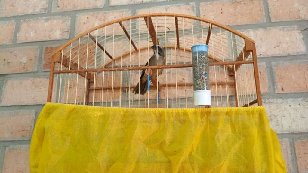 PM Ambiental atuante contra os crimes ambientais. Pássaro e Armadilhas 2 WhatsApp Image 2026 07 26 at 18.25.50