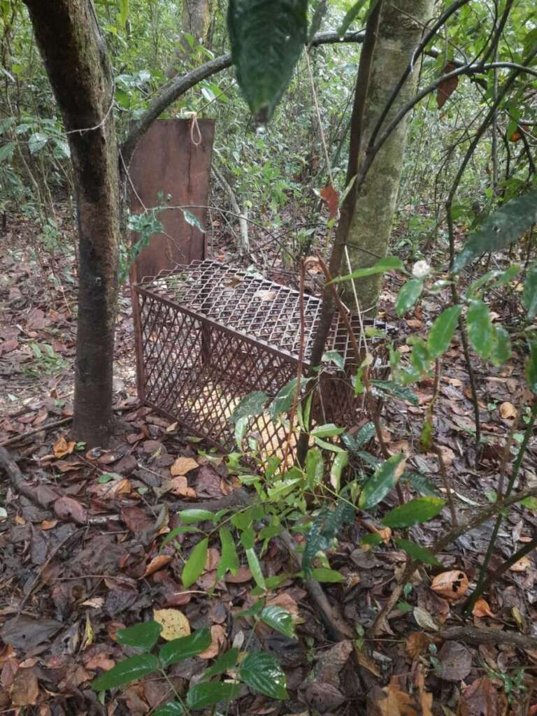 PM Ambiental atuante contra os crimes ambientais. Pássaro e Armadilhas 3 WhatsApp Image 2026 07 26 at 18.26.55
