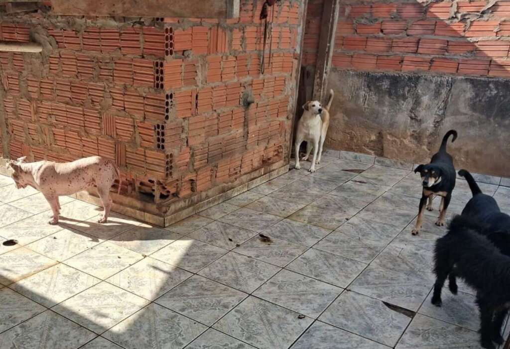 Leme. Ação de averiguação de maus tratos a animais uniram Polícia Civil e PM Ambiental 1 WhatsApp Image 2026 07 30 at 21.44.46