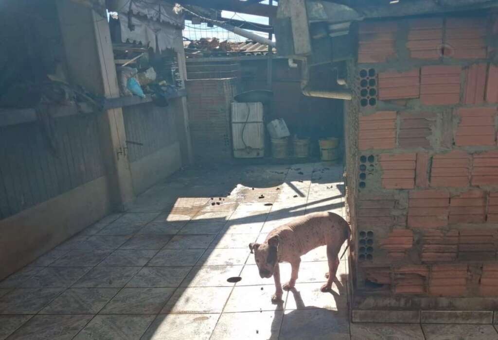 Leme. Ação de averiguação de maus tratos a animais uniram Polícia Civil e PM Ambiental 6 WhatsApp Image 2026 07 30 at 21.44.47 3
