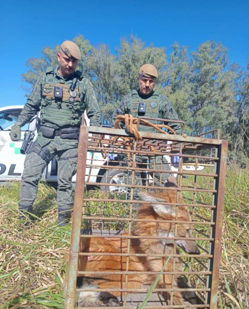 Polícia Militar Ambiental realiza série de ações e resgata lobo-guará na região da 2ª Cia. PM Ambiental 2 WhatsApp Image 2026 07 31 at 14.01.32