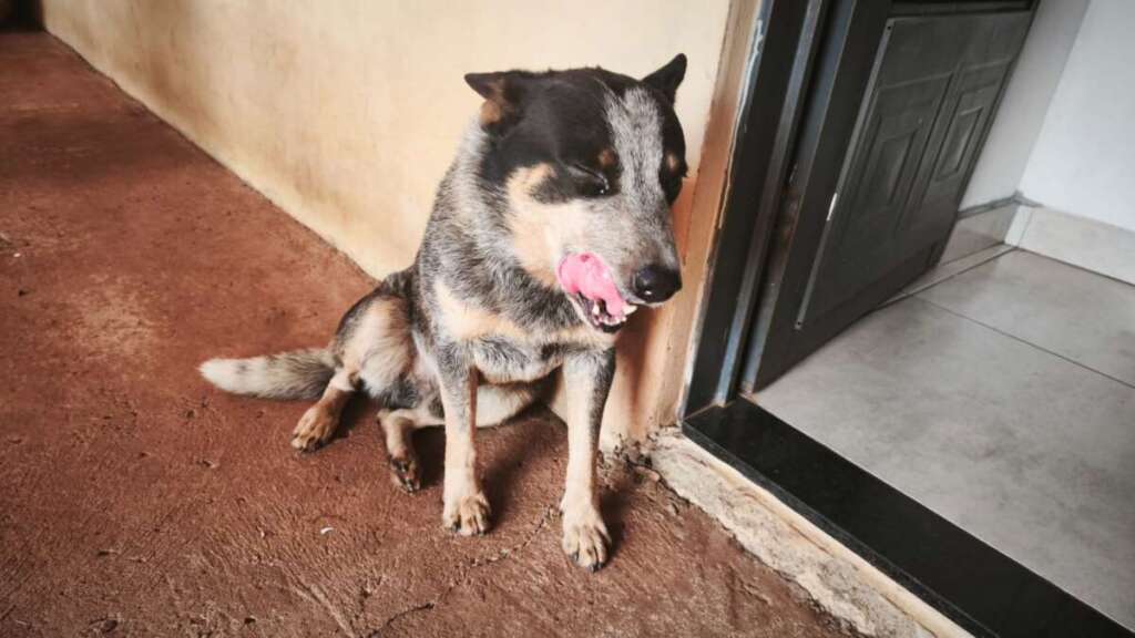Mecânico é preso em flagrante por maus-tratos a animal e posse de drogas no Jardim Terra Azul 1 27fac647 439a 42f3 8ba7 ae6a5a2401d8