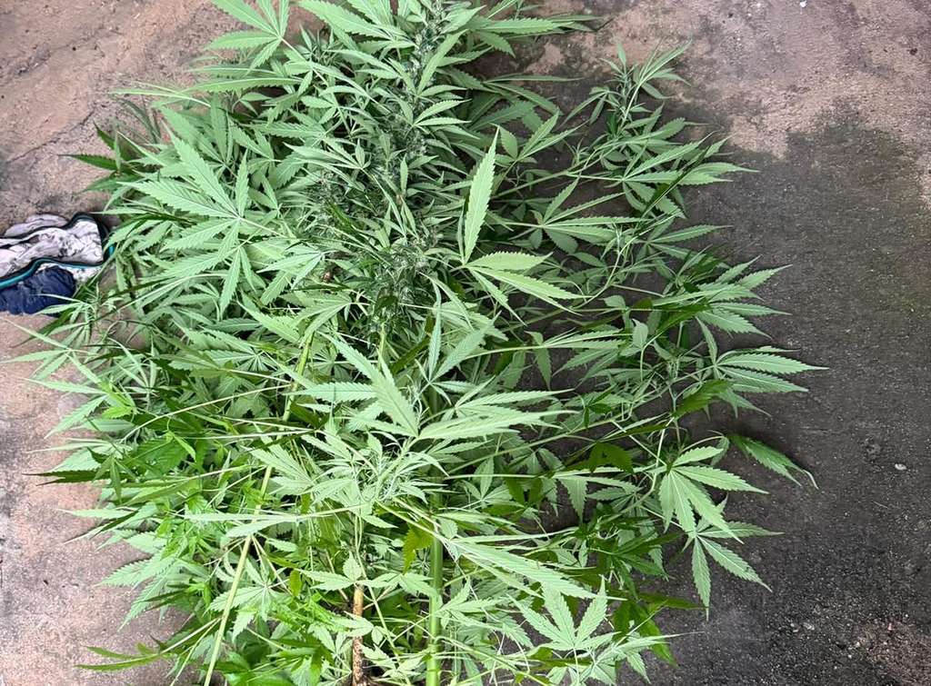 Polícia Militar realiza diversas prisões e apreensões de pés de maconha em ações de patrulhamento em Pirassununga 3 WhatsApp Image 2026 10 16 at 20.58.00 1